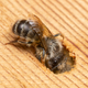 Osmia cornifrons, una abeja silvestre que anida en la madera.
